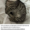 펌) 최근 전 세계 자폐아가 늘어난 이유가 뭔줄 알아?