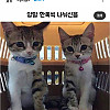 신기하게 한짝씩 나눠 신은 냥이들