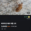평화로운 당근매물