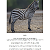 진짜 쓸데가 하나도없어서 멸종안한 동물...JPG
