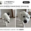 머리가 만져질것을 기대하며 걸어오는 강아지의 모습