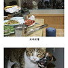 웃긴개