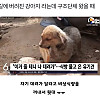 [감동] 식빵 물고 온 유기견