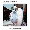 고구마 중독자의 최후