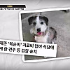 하염없이 짖어서 뇌졸중으로 쓰러진 주인 구한 개 상해 입자 보신탕 집에 넘긴 주인