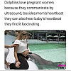 돌고래는 임산부를 좋아한다.jpg